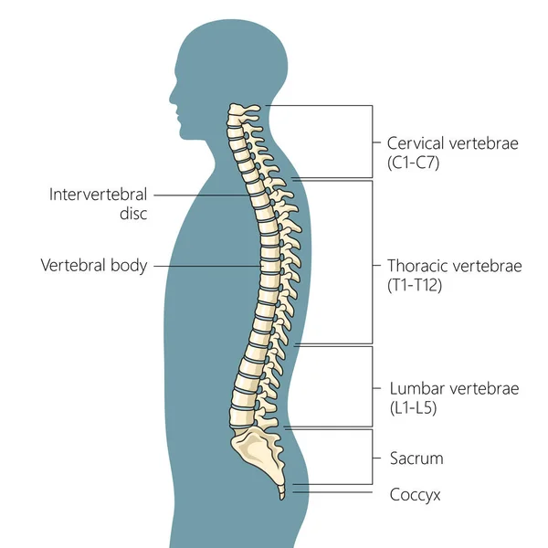 Human Spine Structure Vertebral Column Diagram Schematic Vector Illustration Medical — Stock Vector