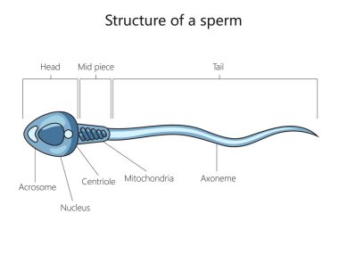 Spermatozoon erkek hücre yapısı şematik vektör çizimi. Tıp bilimi eğitimsel illüstrasyon