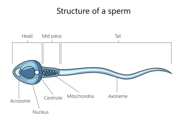 stock vector Spermatozoon male cell structure diagram schematic vector illustration. Medical science educational illustration