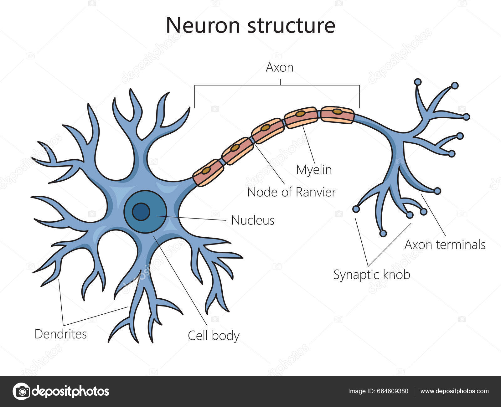 Estructura Neuronal Diagrama Clulas Cerebrales Ilustracin Vectorial Biology Diagrams