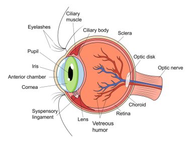 İnsan göz yapısı şematik vektör çizimi. Tıp bilimi eğitimsel illüstrasyon