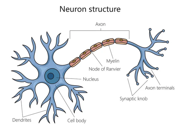 Estructura Neuronal Diagrama Células Cerebrales Ilustración Vectorial Esquemática Ilustración Educativa — Vector de stock