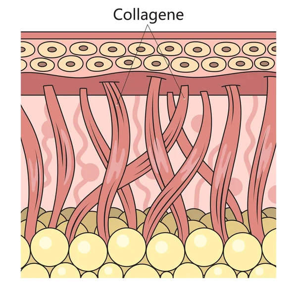 胶原蛋白在皮肤结构图上的示意图 医学教育说明 — 图库矢量图片