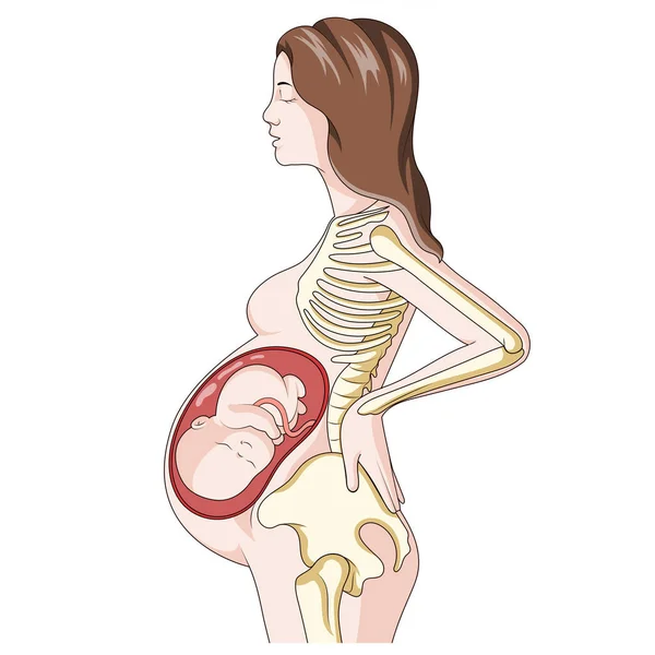 Mujer Embarazada Con Bebé Dentro Del Diagrama Ilustración Vectorial Esquemática — Archivo Imágenes Vectoriales