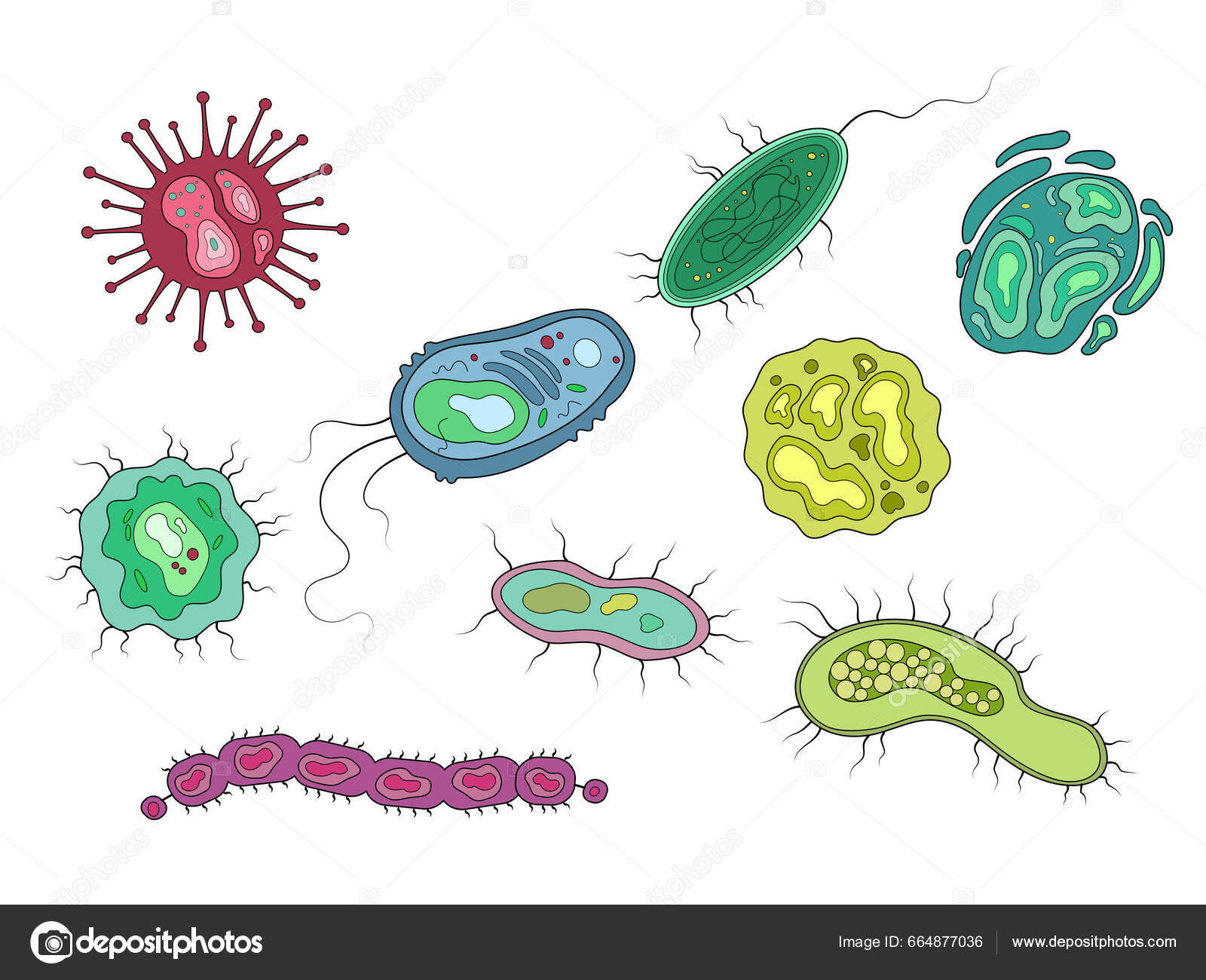 Illustration Vectorielle Schématique Des Bactéries Des Micro Organismes  Illustration Pédagogique Vecteur par ©AlexanderPokusay 664877036