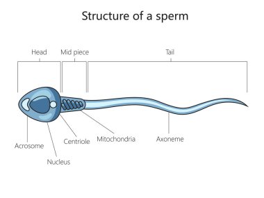 Spermatozoon erkek hücre yapısı şematik raster çizimi. Tıp bilimi eğitimsel illüstrasyon