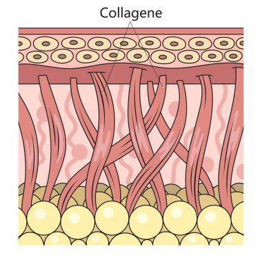 Collagen protein in skin structure diagram schematic raster illustration. Medical science educational illustration clipart