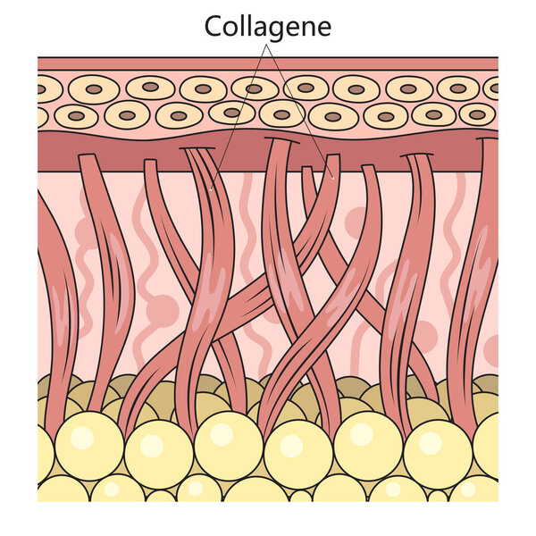 Collagen protein in skin structure diagram schematic raster illustration. Medical science educational illustration