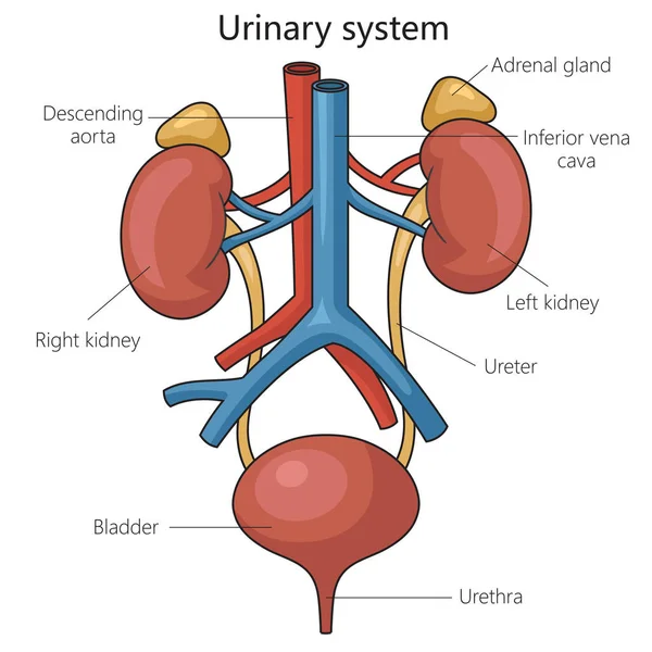 1,241 Urinary Tract Diagram Images, Stock Photos, 3D objects, & Vectors |  Shutterstock