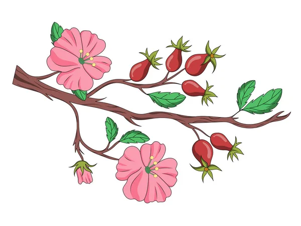 Rose Hip Dog Rose Medicinal Plant Diagram Schematic Vector Illustration — Stock Vector