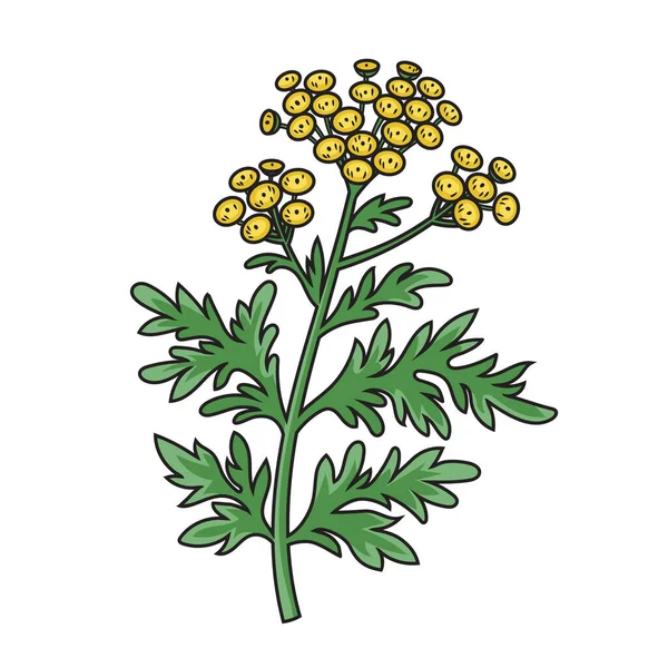 Artemisia Saarrush Absinthe Tarragon Santonica Лекарственное Растение Образовательная Иллюстрация — стоковый вектор
