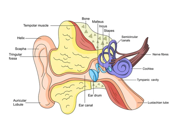 Esquema Estructura Del Oído Humano Ilustración Vector Médico Material Educativo — Vector de stock