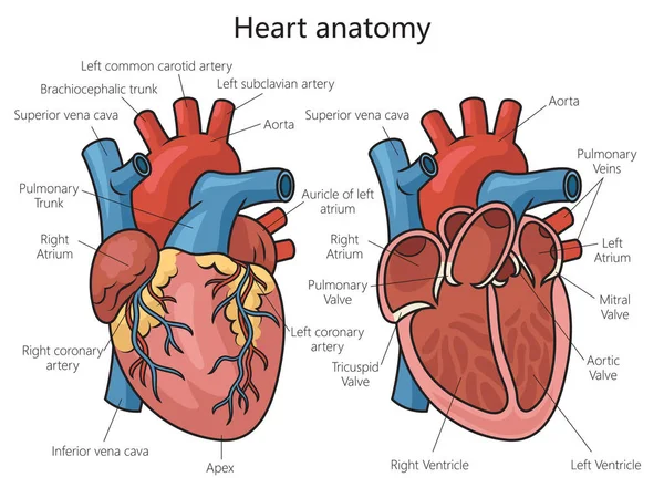Diagrama Estructura Del Corazón Humano Ilustración Vectorial Esquemática Ilustración Educativa — Vector de stock