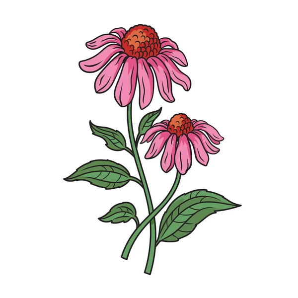 Echinacea Purpurea Heilpflanze Heilpflanze Diagramm Schematische Vektordarstellung Pädagogische Illustration Der — Stockvektor