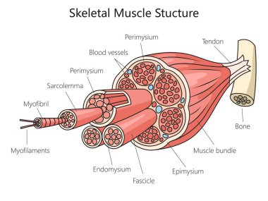 İskelet anatomisi kas yapısı tıbbi şematik raster çizimi. Tıp bilimi eğitimsel illüstrasyon