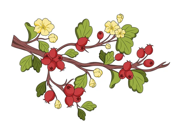 Hawthorn Crataegus Medical Plant Medicinal Plant Diagram Schematic Raster Illustration — Stock Photo, Image