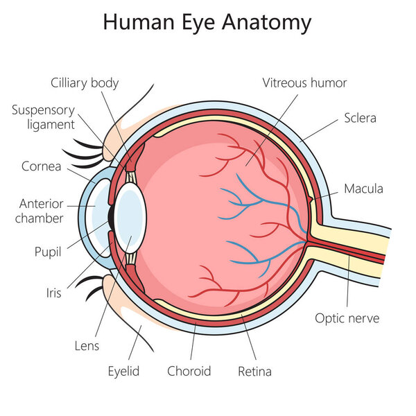 Human eye structure scheme diagram schematic vector illustration. Medical science educational illustration