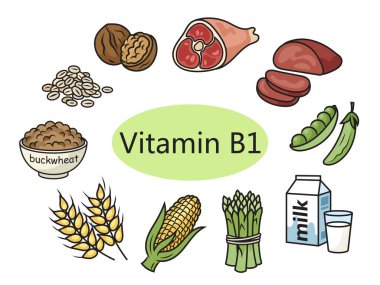 B1 vitamini şematik vektör illüstrasyonu içeren yiyecekler. Tıp bilimi eğitimsel illüstrasyon