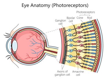 İnsan gözü fotoreseptör hücre yapısı şeması şematik vektör çizimi. Tıp bilimi eğitimsel illüstrasyon