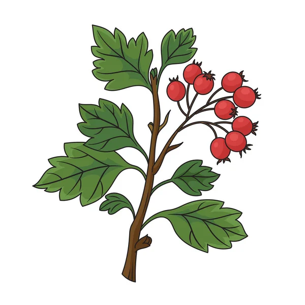 Hawthorn Crataegus Medical Plant Medicinal Plant Diagram Schematic Vector Illustration — Vetor de Stock