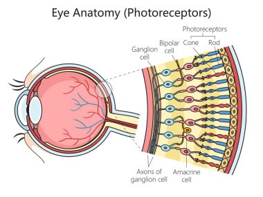 İnsan gözü fotoreseptör hücre yapısı şeması şematik raster çizimi. Tıp bilimi eğitimsel illüstrasyon