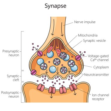 Sinir sinapsı kimyasal sinaptik bağlantı şeması şematik vektör çizimi. Tıp bilimi eğitimsel illüstrasyon