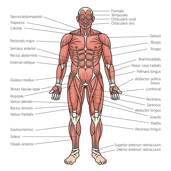 人間の体の筋肉構造図図 回路ベクトル図 イラスト 医学教育イラスト — ストックベクタ