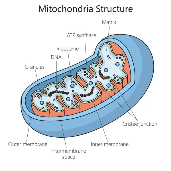 Nsan Mitokondri Yapısı Şematik Vektör Çizimi Tıp Bilimi Eğitimsel Illüstrasyon — Stok Vektör