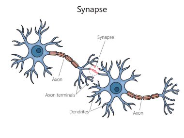 Sinaps bağlantı diyagramı şematik vektör çizimi. Tıp bilimi eğitimsel illüstrasyon
