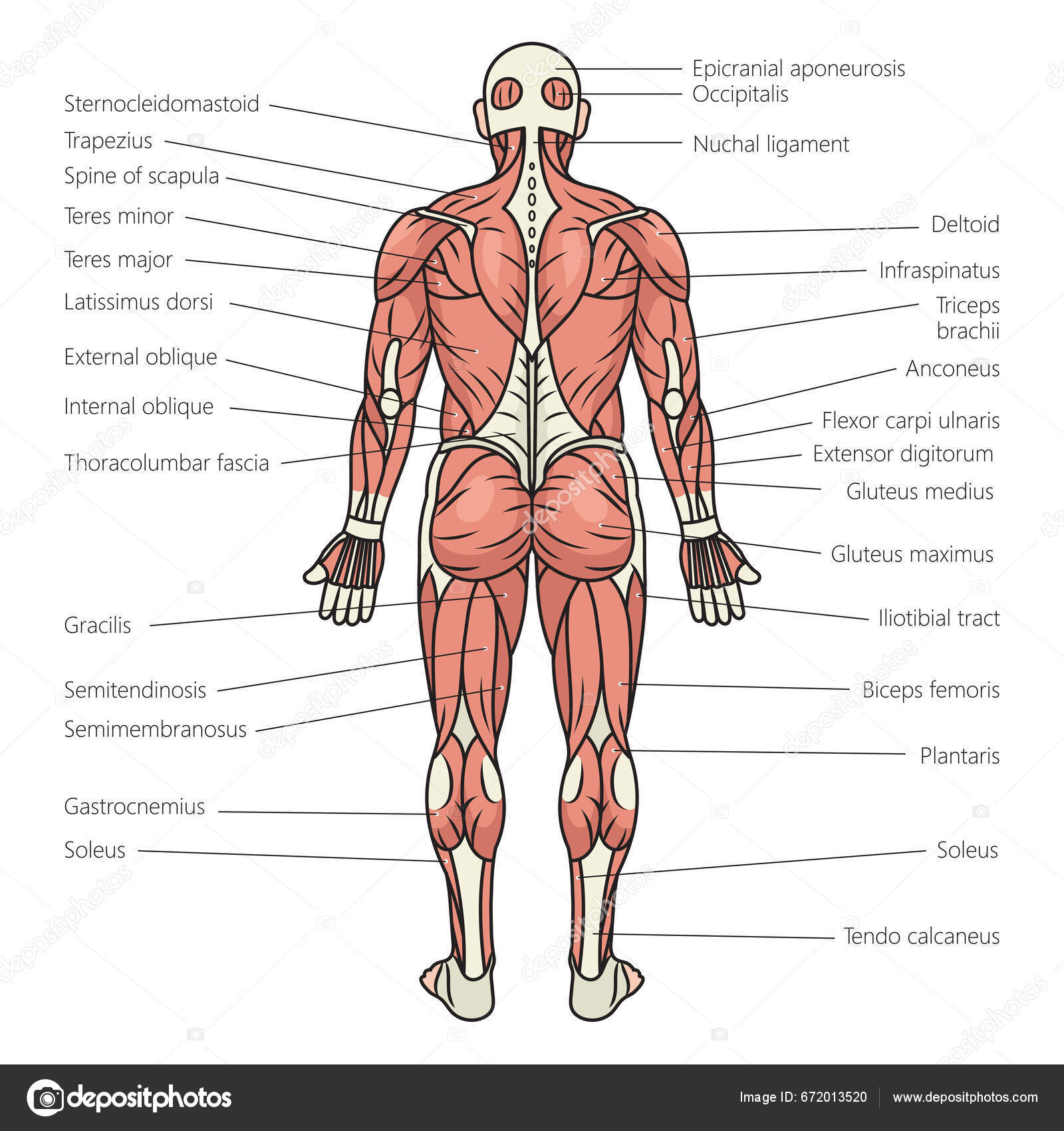 Anatomie des muscles du corps humain