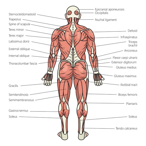 Músculos Del Cuerpo Humano Diagrama Estructura Esquemática Ilustración Trama Ilustración —  Fotos de Stock