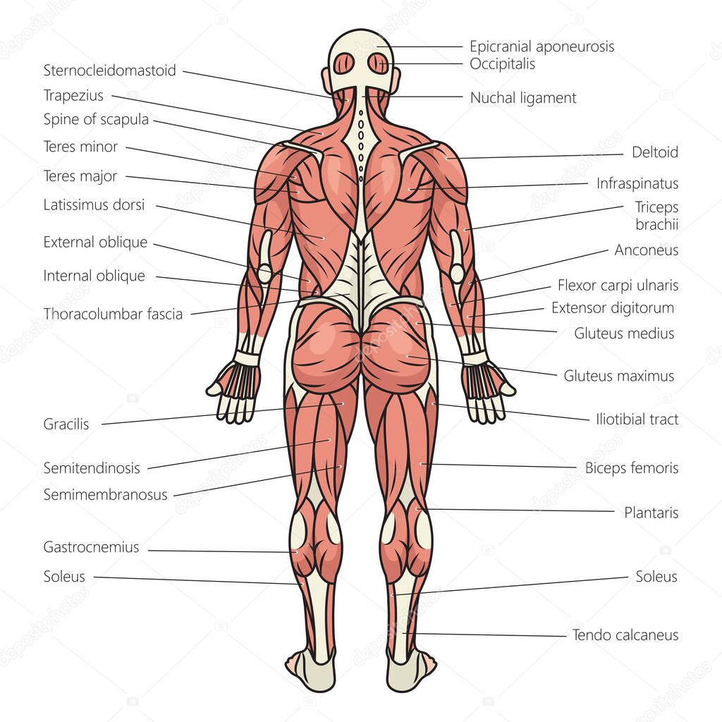 Struttura Dei Muscoli Del Corpo Umano Schema Schematico Raster
