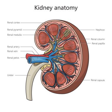 İnsan böbreği anatomisi şematik raster çizimi. Tıp bilimi eğitimsel illüstrasyon