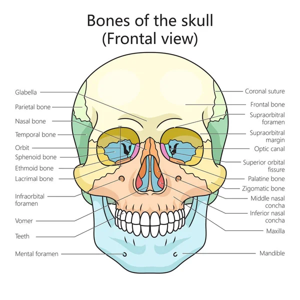 Huesos Del Cráneo Humano Diagrama Estructura Esquema Ilustración Trama Ilustración —  Fotos de Stock