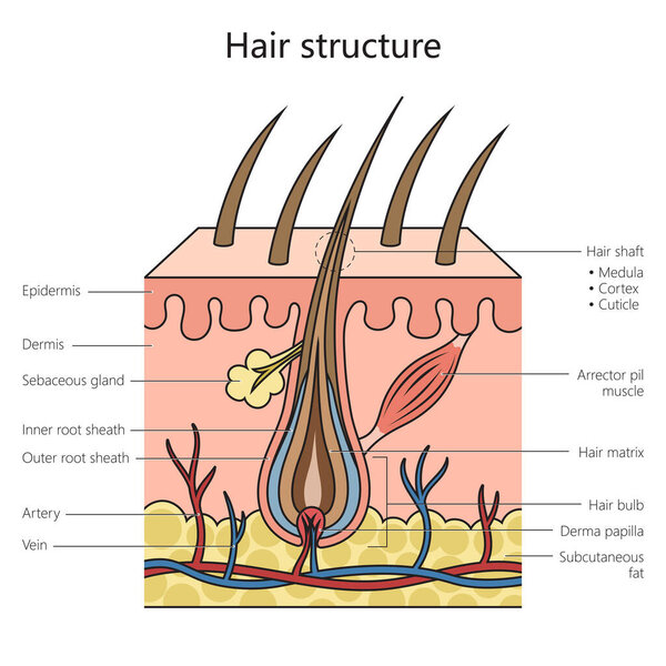Hair structure structure diagram schematic raster illustration. Medical science educational illustration