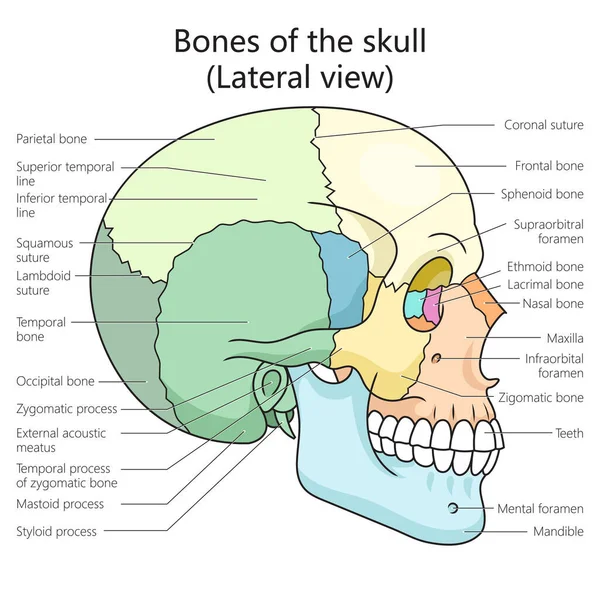 Huesos Del Cráneo Humano Estructura Vista Lateral Diagrama Esquema Vector — Archivo Imágenes Vectoriales