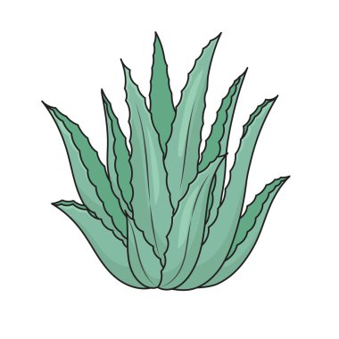 Aloe tıbbi bitki şeması şematik raster çizimi. Tıp bilimi eğitimsel illüstrasyon