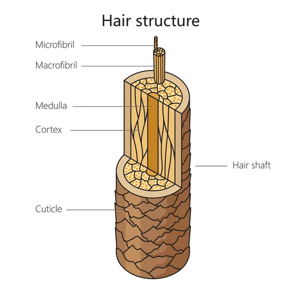 Ludzka Struktura Włosów Diagram Schematyczna Ilustracja Rastrowa Medycyna Nauka Edukacyjna — Zdjęcie stockowe