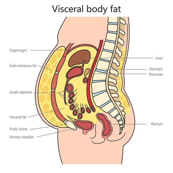 White adipose tissue visceral fat diagram schematic raster illustration. Medical science educational illustration