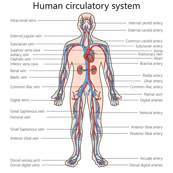 Структура Серцево Судинної Системи Людини Схематична Растрова Ілюстрація Медична Наука — стокове фото