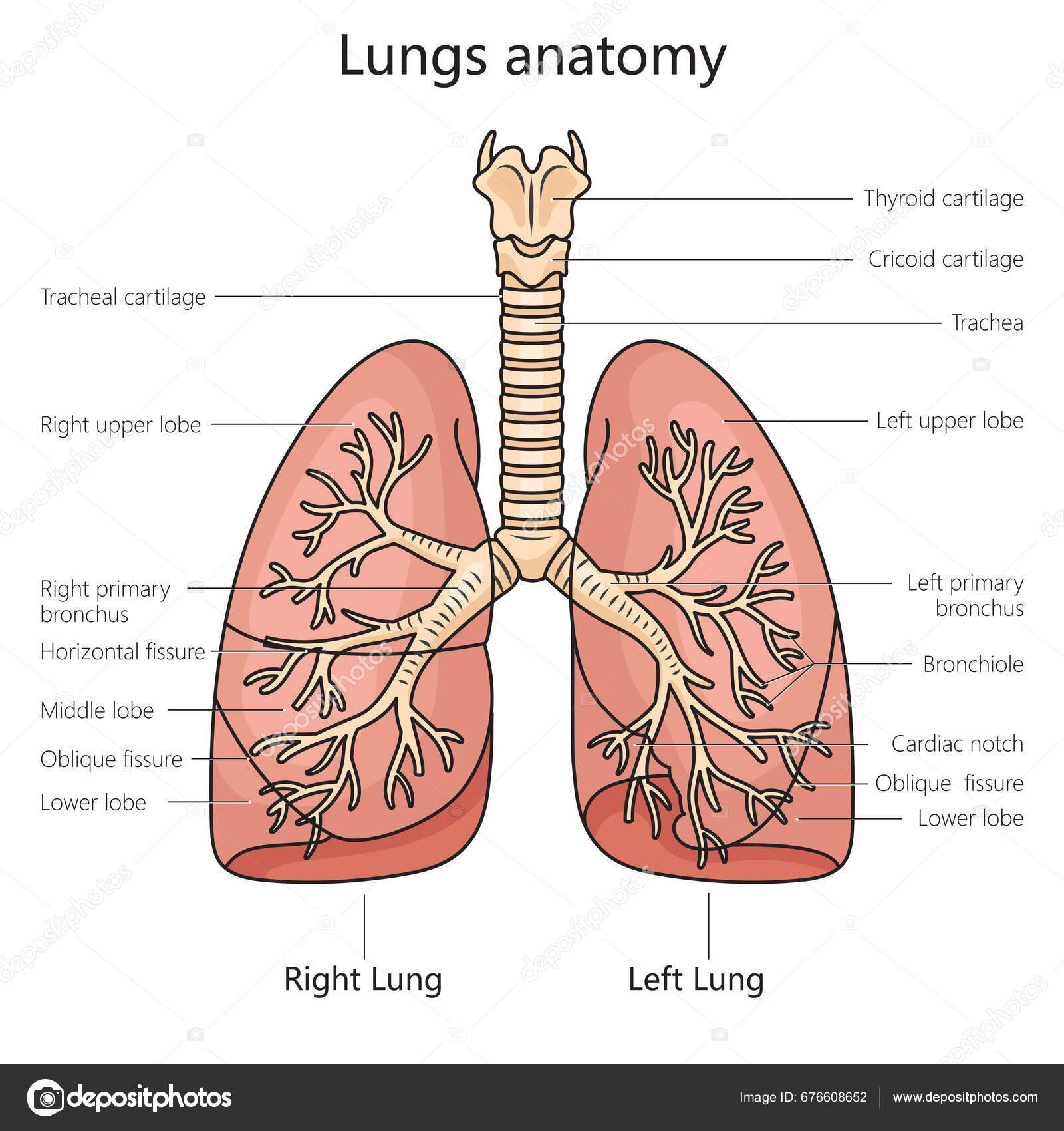 Schematische Darstellung der menschlichen Anatomie Knochen, Stock-Vektor