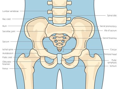 Pelvis kemikleri yapı şeması şematik vektör çizimi. Tıp bilimi eğitimsel illüstrasyon