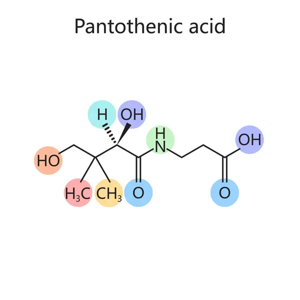 Χημικός Οργανικός Τύπος Παντοθενικού Οξέος Βιταμίνη Διάγραμμα Σχηματική Απεικόνιση Ράστερ — Φωτογραφία Αρχείου