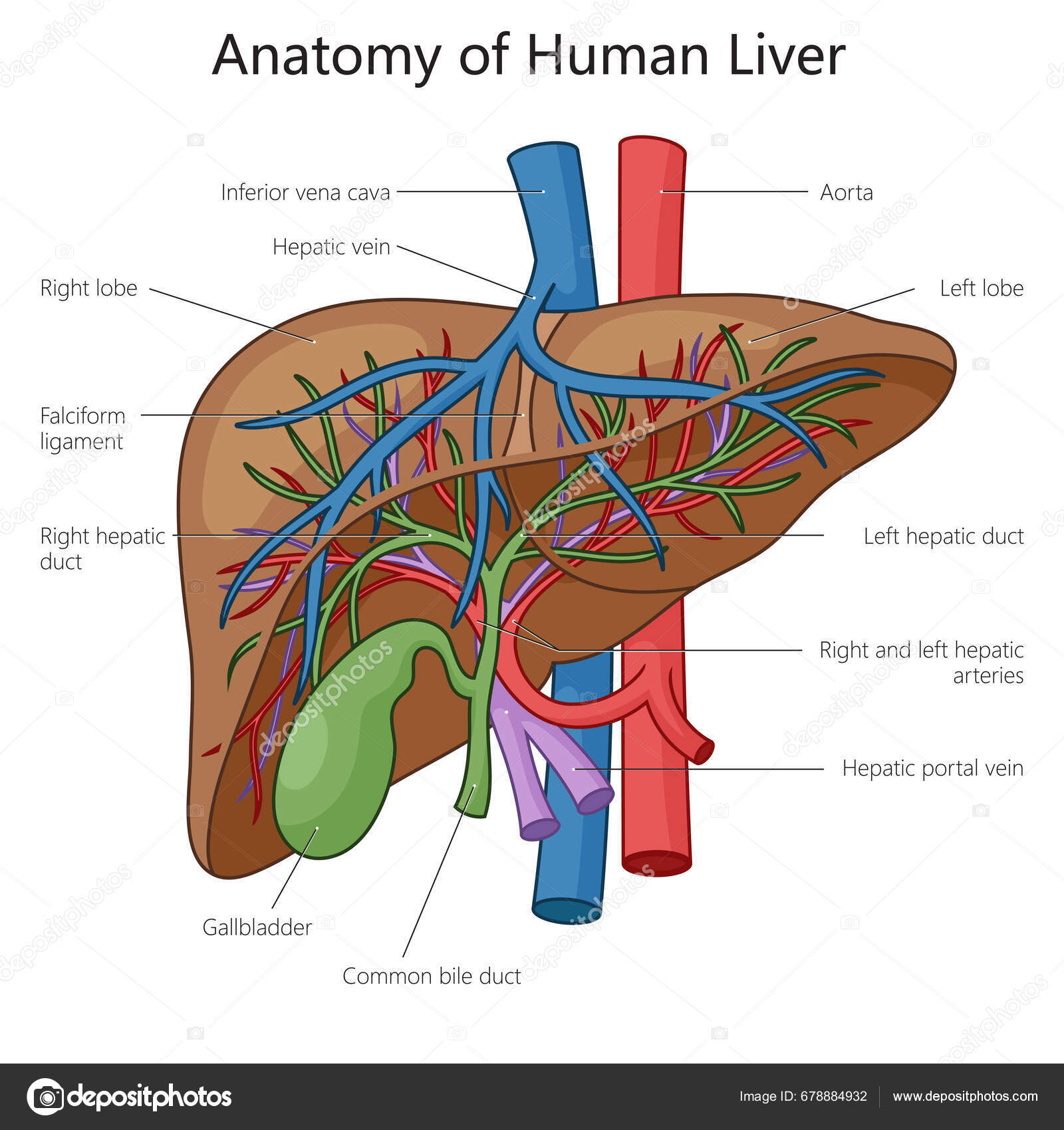 Liver Disease Stages: Causes, Symptoms, Diagnosis, Treatment