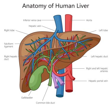 İnsan karaciğer anatomisi şematik vektör çizimi. Tıp bilimi eğitimsel illüstrasyon