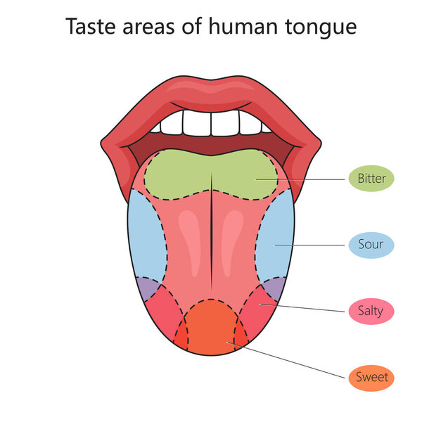 Taste zones of the human tongue structure diagram schematic vector illustration. Medical science educational illustration