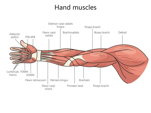 人間の手の腕の筋肉構造図図図ベクターのイラスト 医学教育イラスト — ストックベクタ