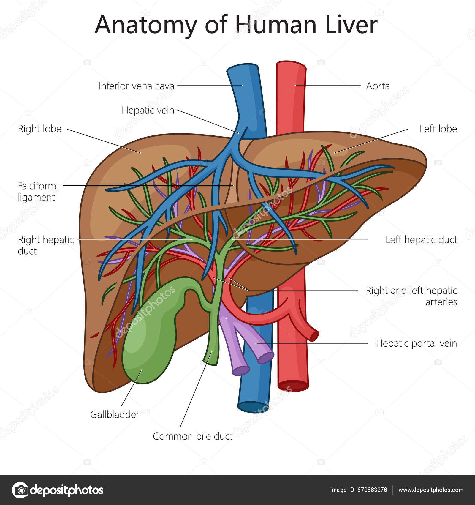 Human Liver Anatomy Structure Diagram Schematic Raster Illustration