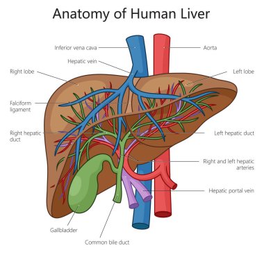 İnsan karaciğeri anatomisi şematik raster çizimi. Tıp bilimi eğitimsel illüstrasyon