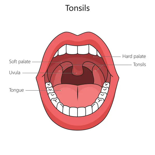 Human tonsil structure diagram schematic raster illustration. Medical science educational illustration